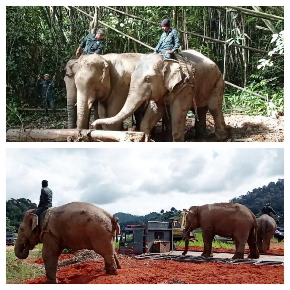 PKGK berjaya tangkap 336 ekor gajah liar.
