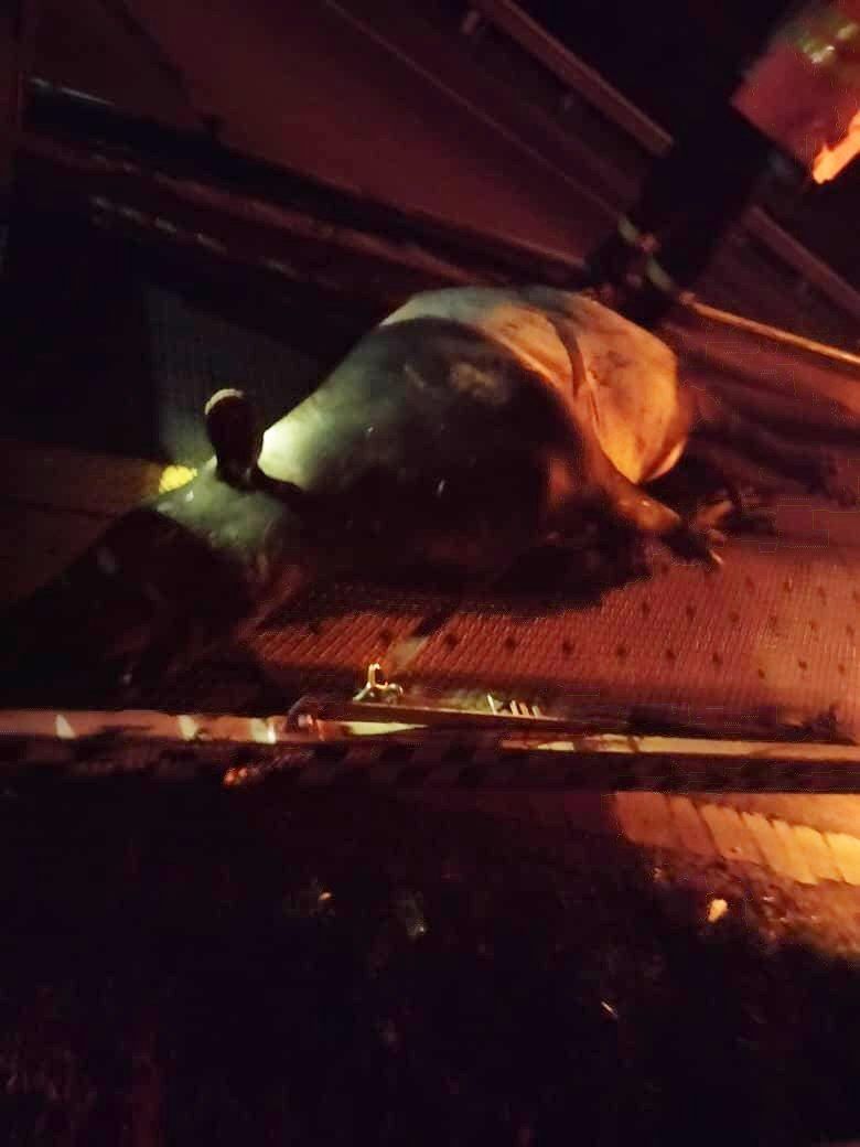 Tapir jantan mati dilanggar kereta di LPT