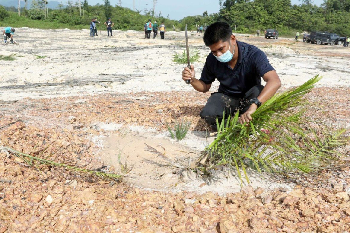 Sebanyak 200 kelapa sawit haram dimusnahkan