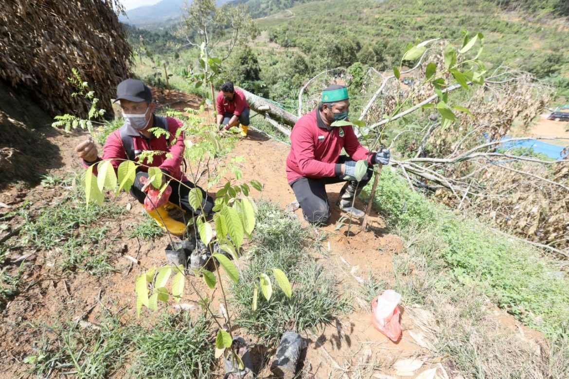 Tambah 2,300 pokok hutan lagi di HSK Batu Talam