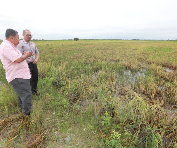 4,900 hektar sawah di Pekan musnah dek banjir